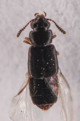 Phloeostiba lapponica