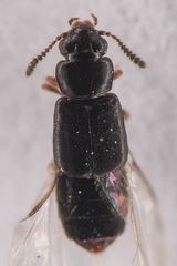 Phloeostiba lapponica