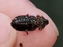 Stylogomphus albistylus