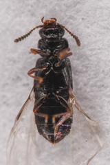 Phloeostiba lapponica