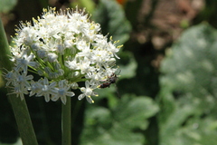 Cerceris concinna