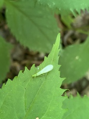 Alloperlini