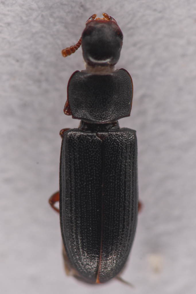 American Black Flour Beetle