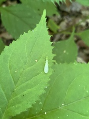 Alloperlini
