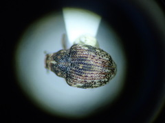 Rhinoncus bruchoides