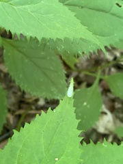Alloperlini