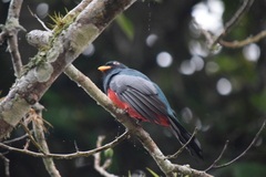 Trogon mesurus