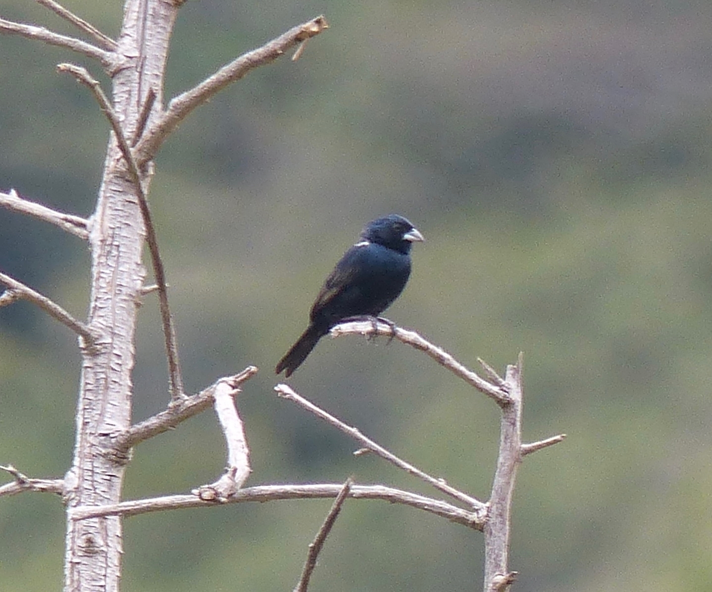 Volatinia jacarina image