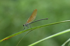 Archineura incarnata