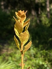 Lyonia fruticosa