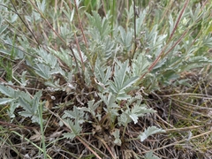 Potentilla effusa
