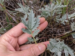 Potentilla effusa