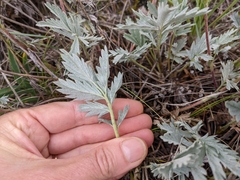 Potentilla effusa
