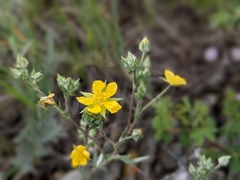 Potentilla effusa