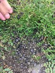 Oryctolagus cuniculus cuniculus