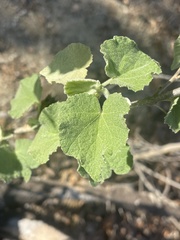 Abutilon abutiloides