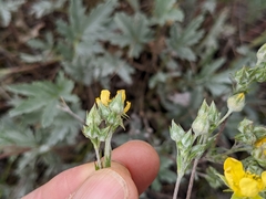 Potentilla effusa