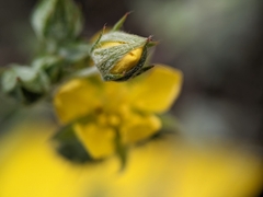 Potentilla effusa