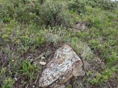 Potentilla effusa