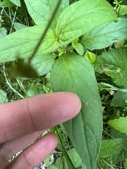 Prunella vulgaris lanceolata