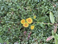 Pentanema britannica