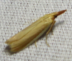 Peoria approximella