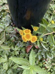 Pentanema britannica