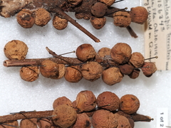 Disholcaspis terrestris