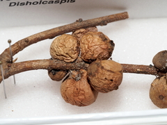 Disholcaspis terrestris