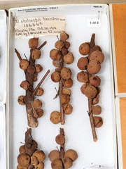 Disholcaspis terrestris