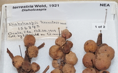 Disholcaspis terrestris