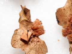 Andricus tubifaciens