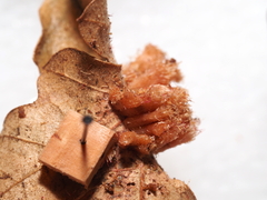 Andricus tubifaciens