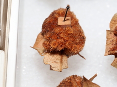 Andricus tubifaciens