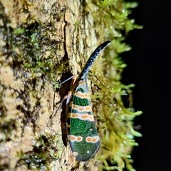 Pyrops spinolae