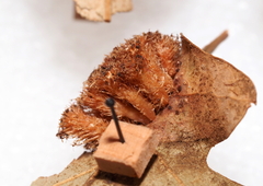 Andricus tubifaciens