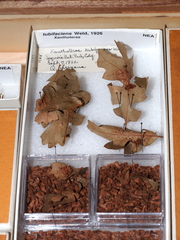 Andricus tubifaciens