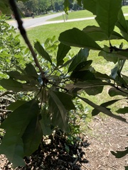 Quercus × comptoniae