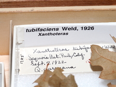 Andricus tubifaciens