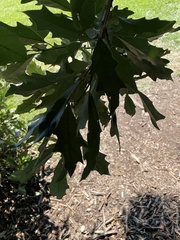 Quercus × comptoniae