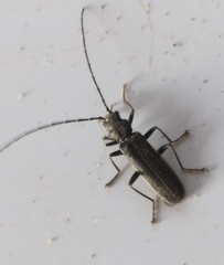 Afronycha albolateralis