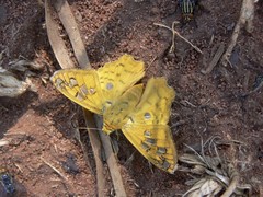Myscelus amystis