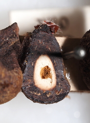 Xanthoteras radicola