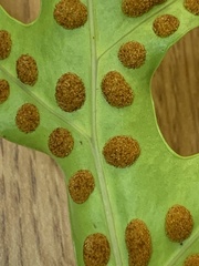 Microsorum scolopendria