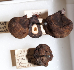 Xanthoteras radicola