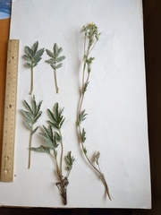 Potentilla effusa