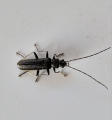 Afronycha albolateralis