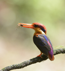 Ceyx erithaca