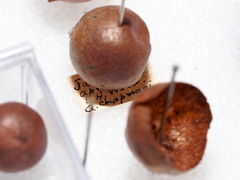 Atrusca quercuscentricola