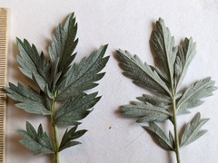 Potentilla effusa